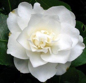 camellia-2